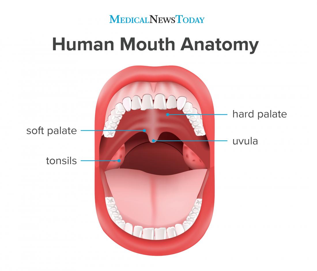 what-is-the-soft-palate-dental-implants-chula-vista