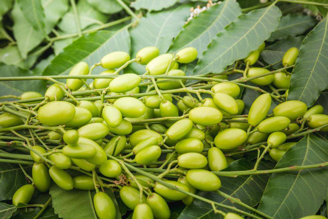 Medicinal neem leaves with fruits close up